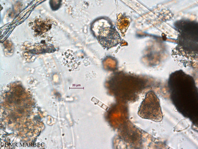 phyto/Scattered_Islands/all/COMMA April 2011/Lingulodinium sp1 (5)(copy)_thumb.jpg